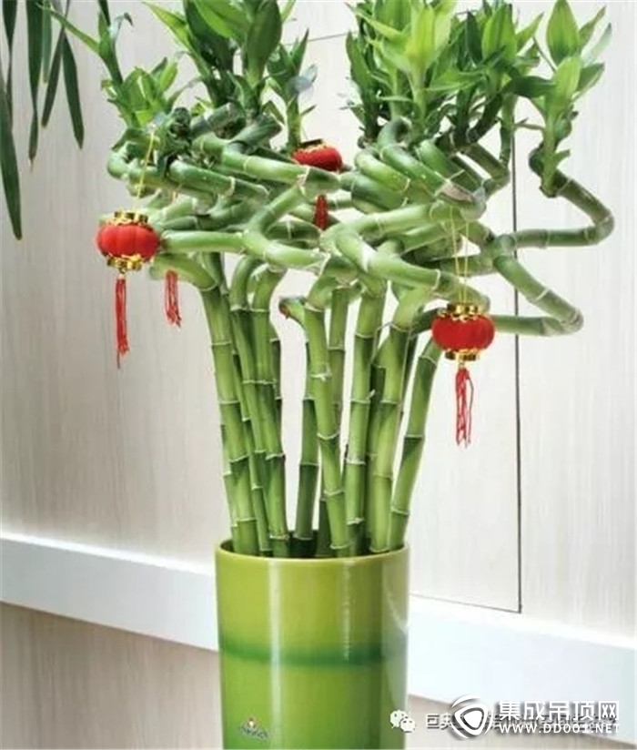 巨奥顶墙送来这些盆栽 为你的家居添一抹绿色的灵动感！